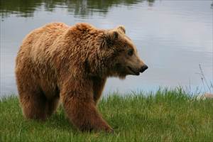 ヒグマの画像